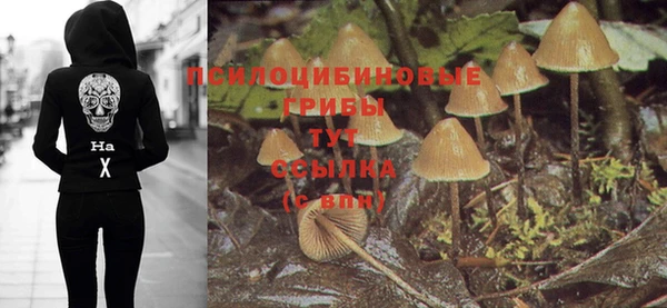 прущие грибы Михайлов